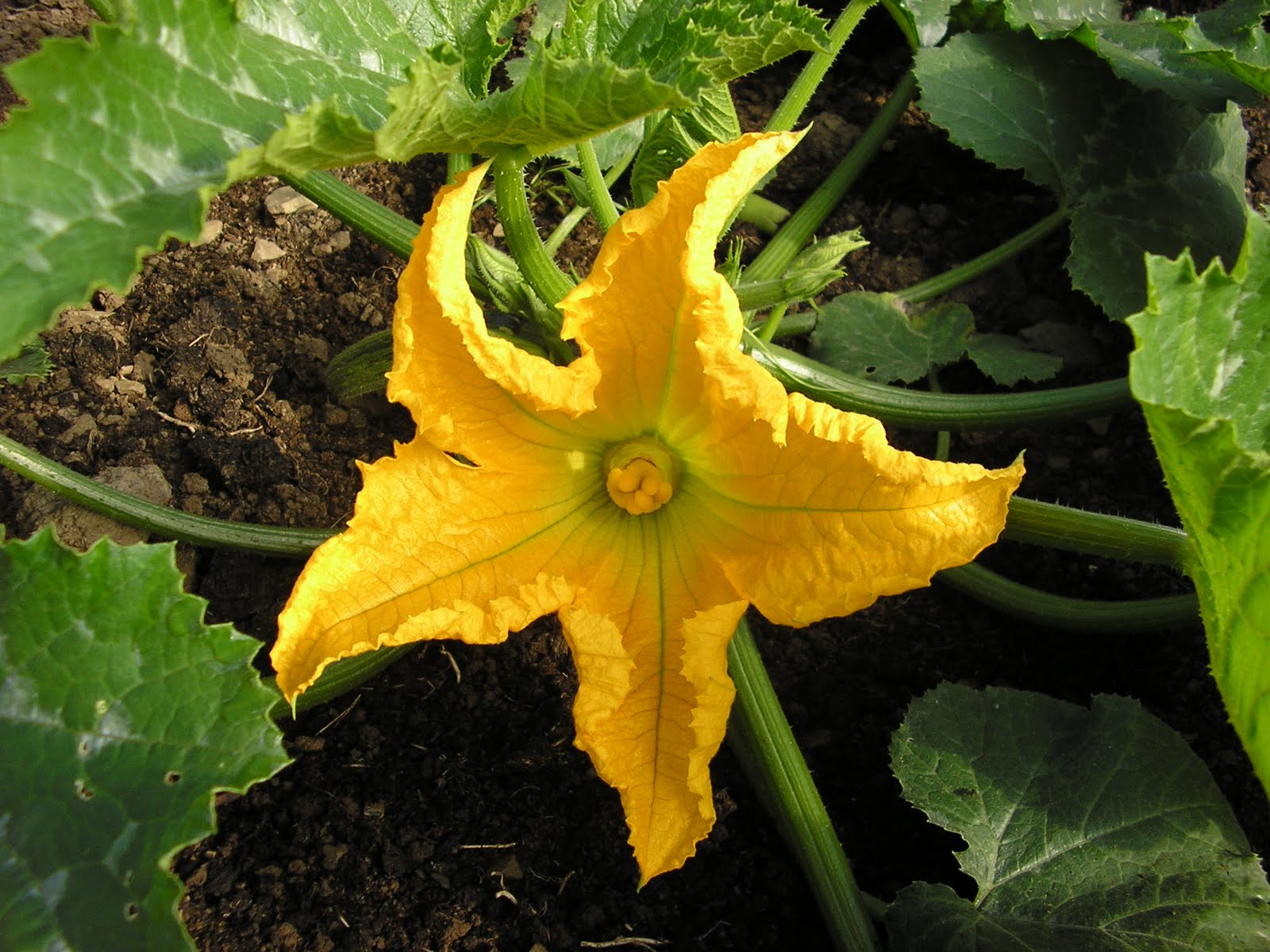 Grow your own vegetables sustainably using organic principles then