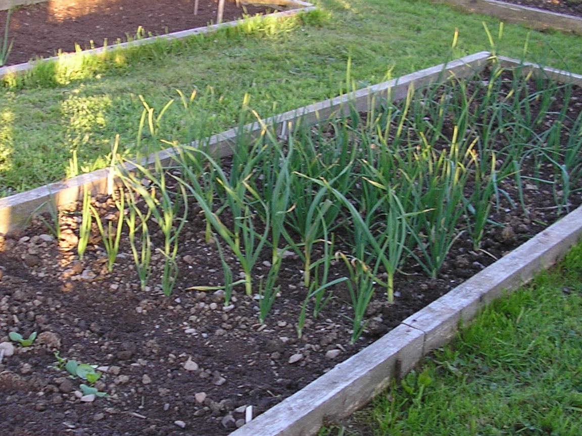 How to Grow Leeks
