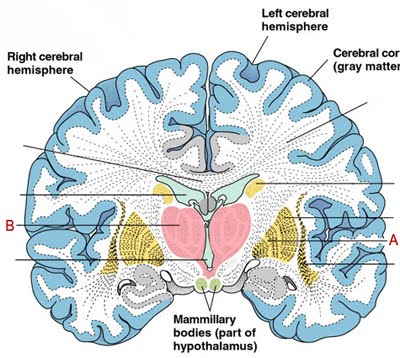 Portions Of The Brain. portions of the vermis.