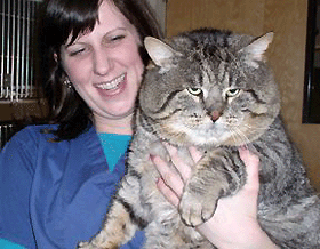 Hercules The Fat Cat Loralee Lewis