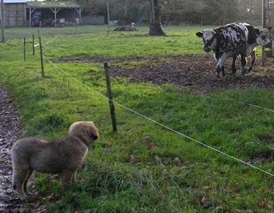 site de rencontre balou