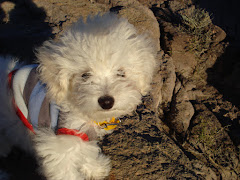 Caniche Toy, hijo de Felipe