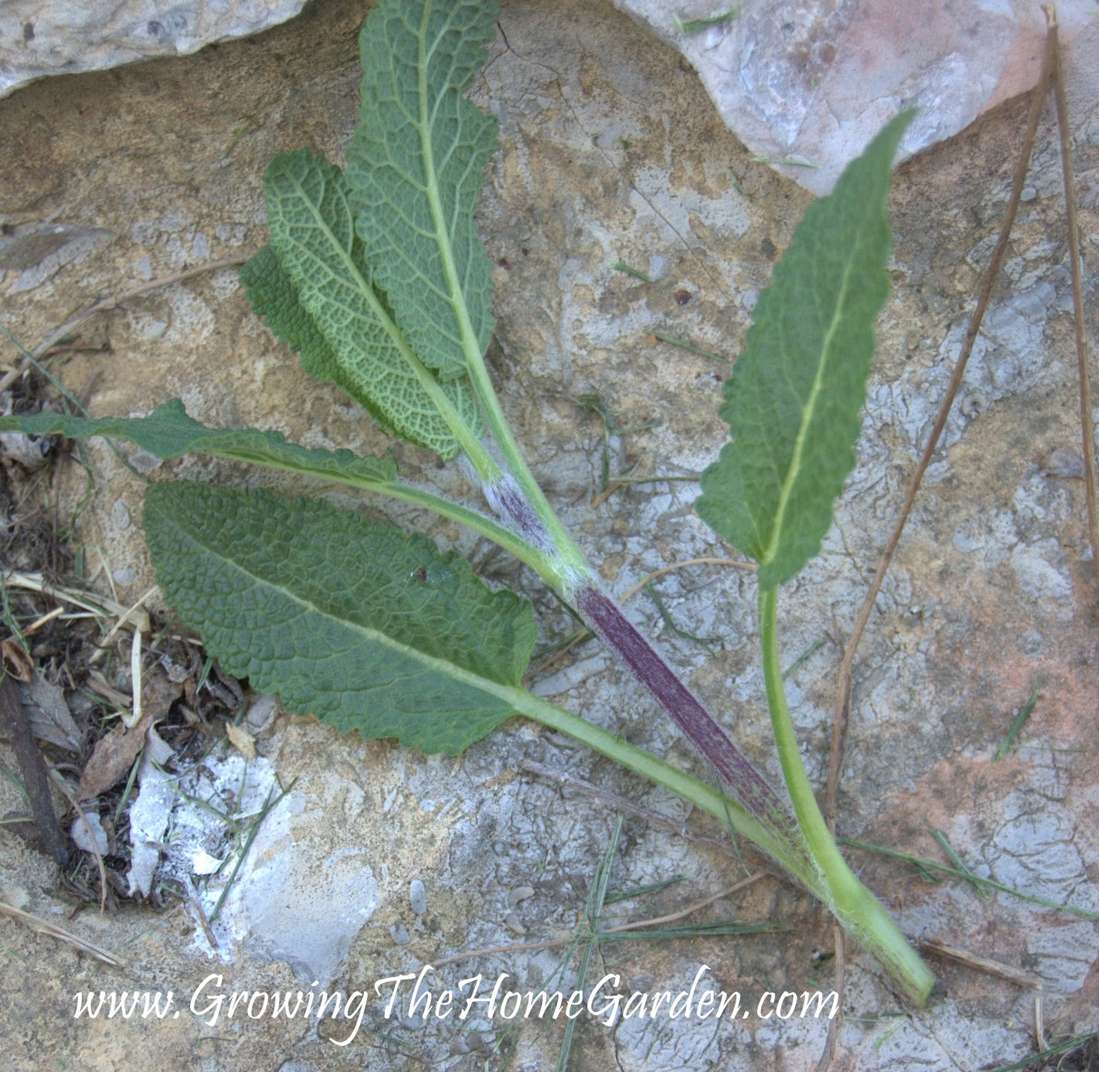 How To Propagate Salvia from Cuttings Growing The Home Garden