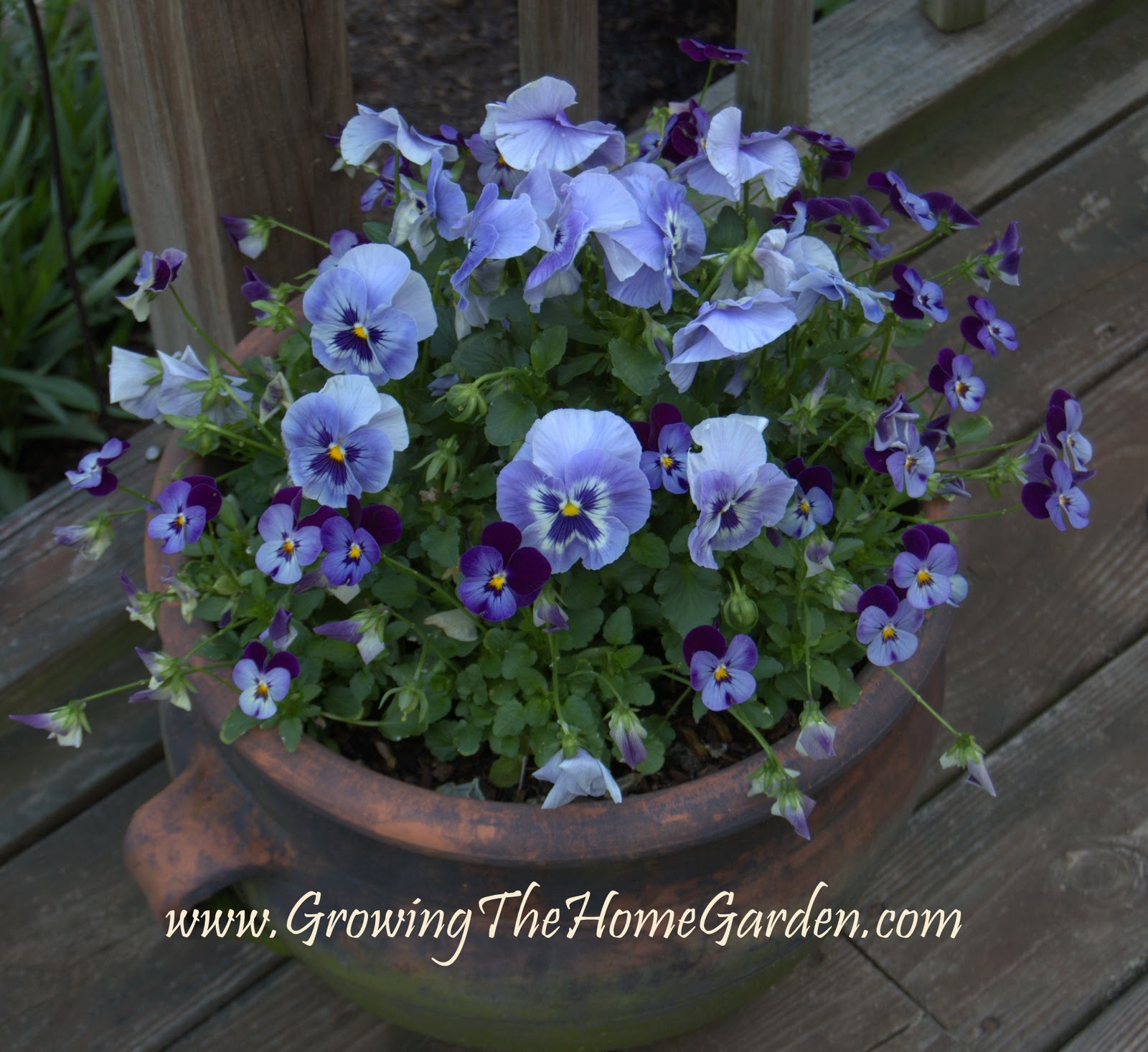 A Perfect Pot of Pansies Growing The Home Garden