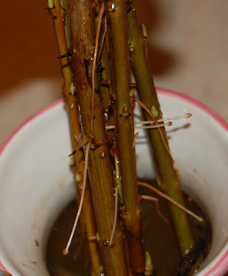 Willow Cuttings
