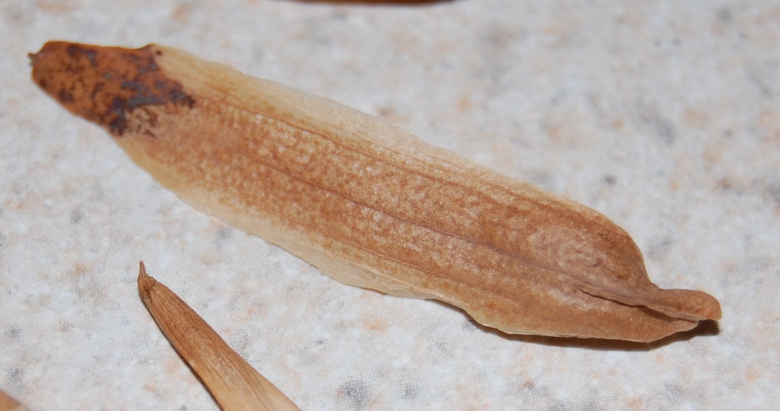 White Ash (Fraxinus americana) Growing The Home Garden