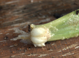 propagation technique of ficus hispida fig