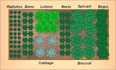 Small Vegetable Garden Layout