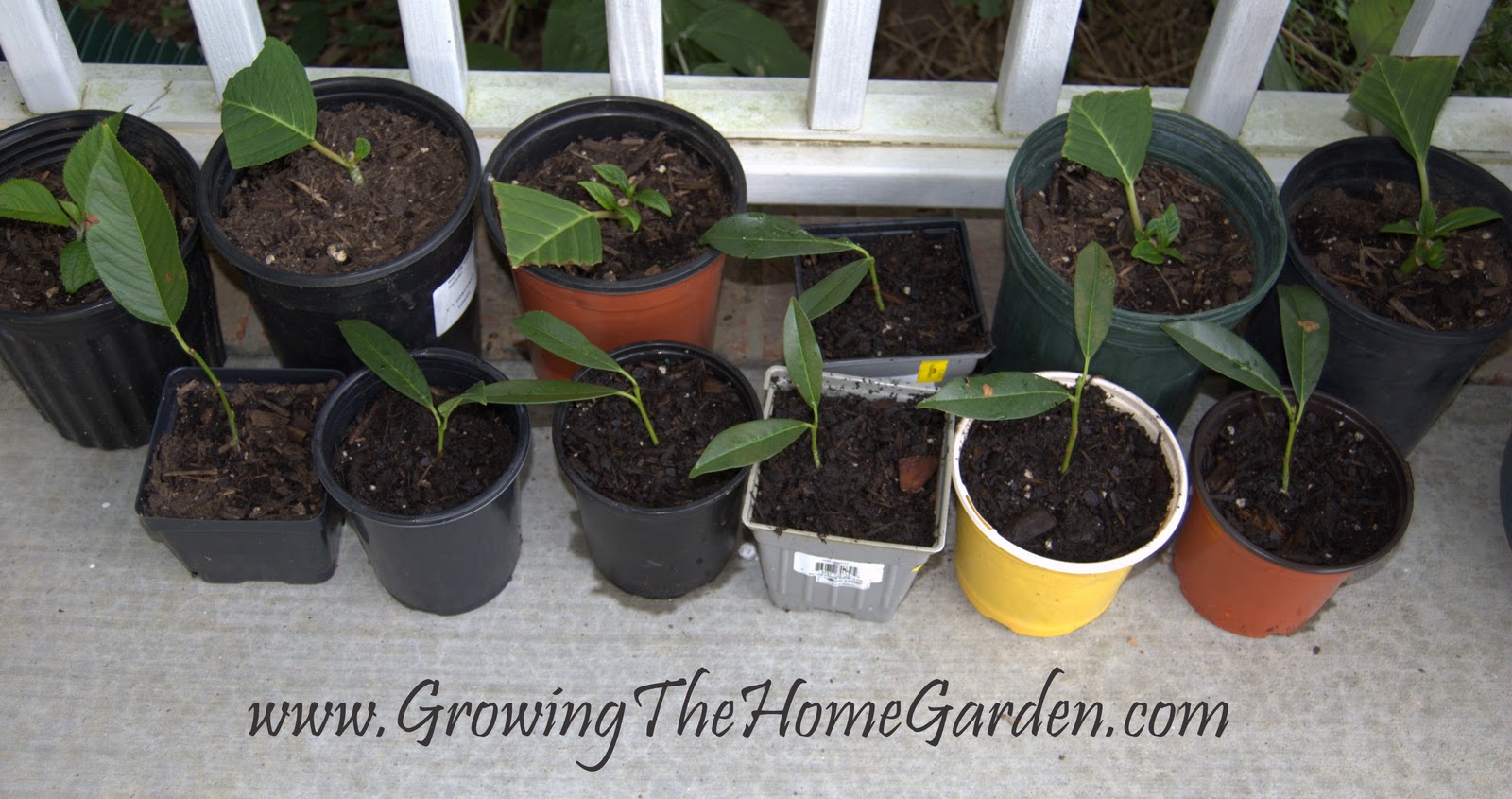 Propagating Schip Laurels Growing The Home Garden