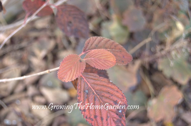 Roses Du Jardin Cheneland Viburnum Bodnantense Dawn