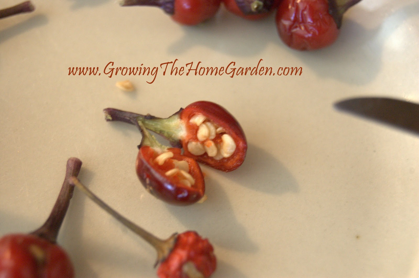 How to Extract Seeds from Ornamental Peppers Growing The Home Garden