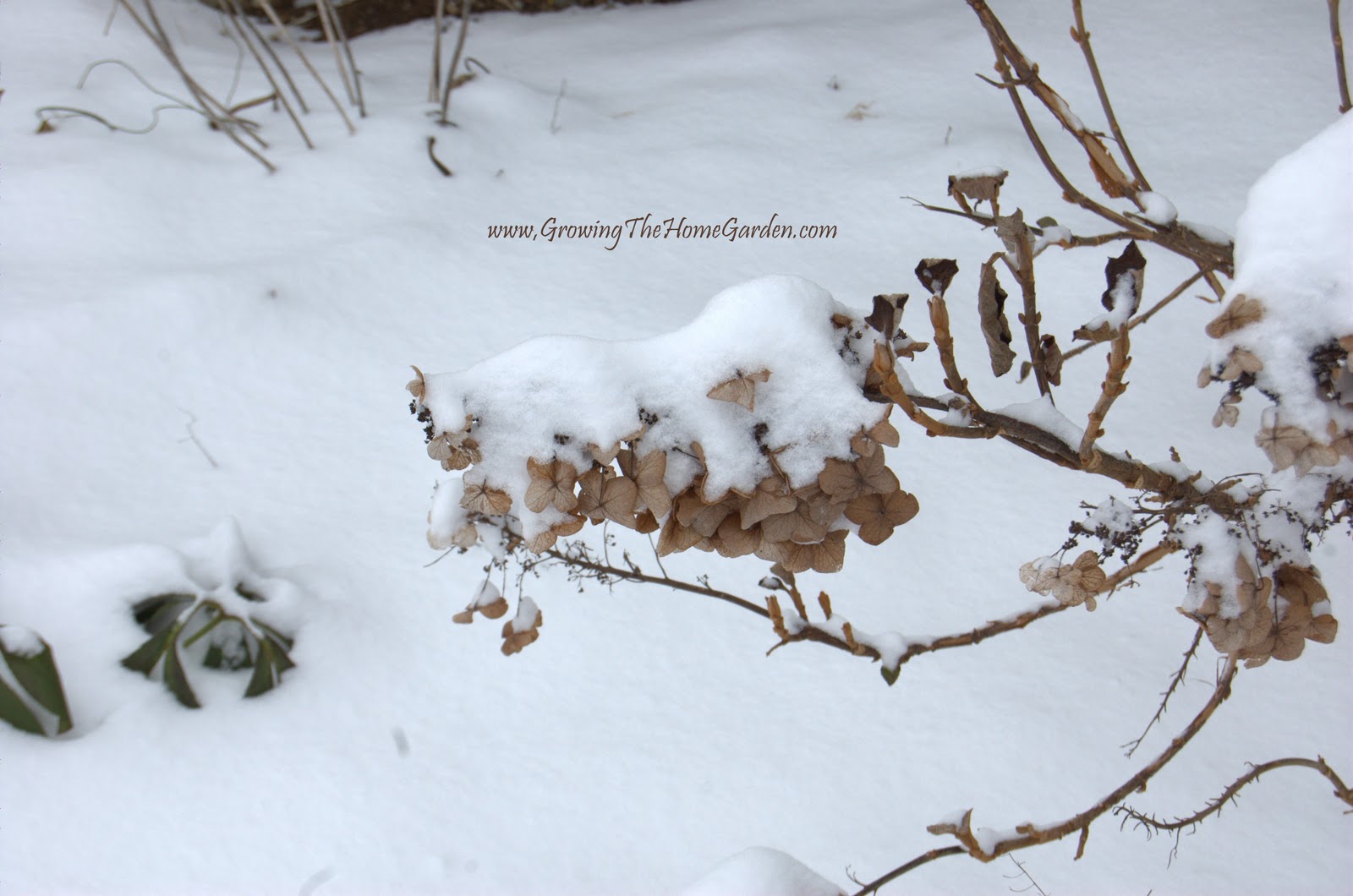 Ruby Slippers Oakleaf Hydrangea A Native Compact Flowering Shrub