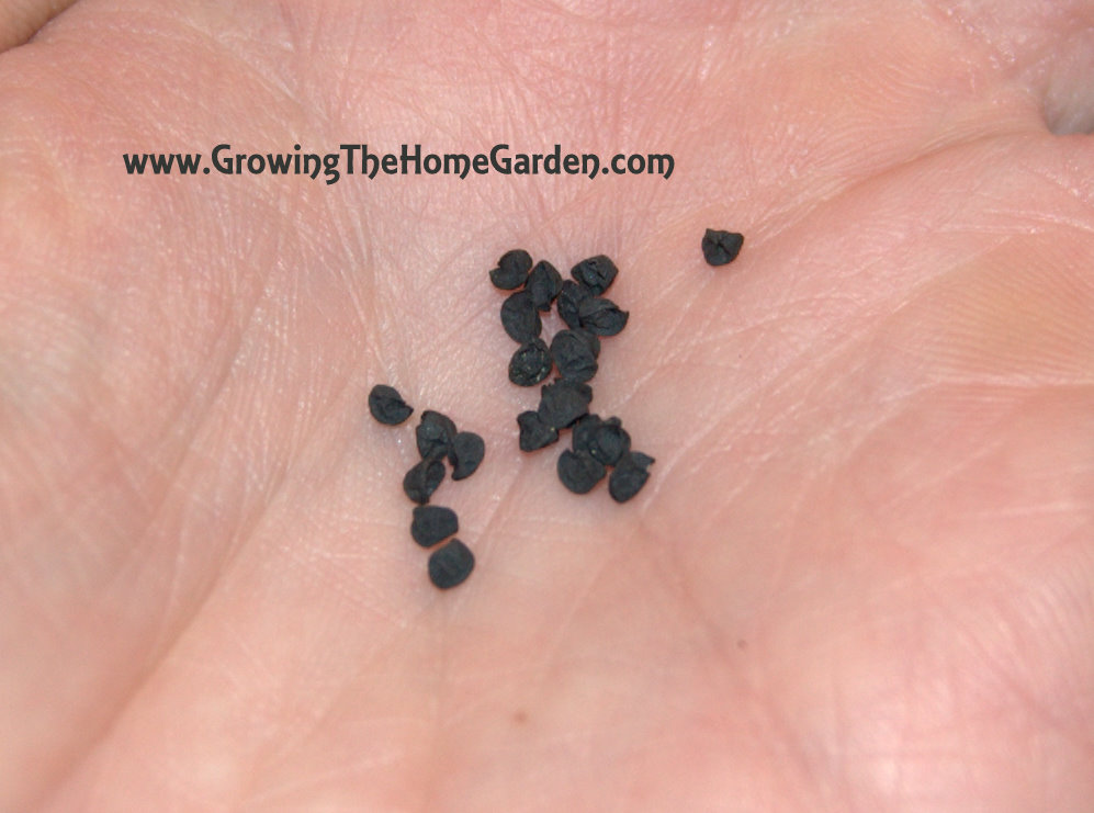 Growing Shallots from Seed (Seed Sowing Saturday!) Growing The Home