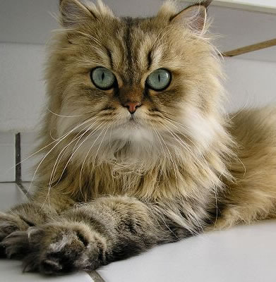 [Gato4.jpg]