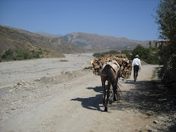 Horse and firewood