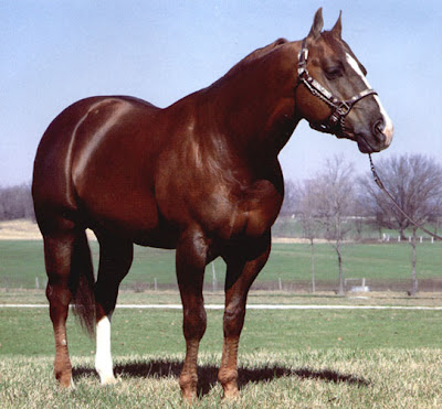 Le Quarter Horse (USA) :