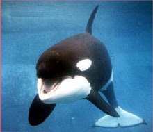 Orca in capitivity