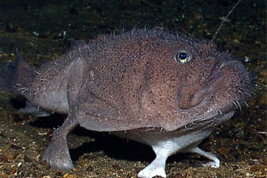 Ada Ikan Unik di Dasar Laut Indonesia | aquatic crater