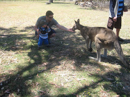 Feeding Kangeroos