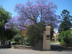 Purple Trees