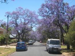 more purple trees