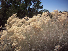 roadside beauty