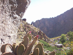 Beavertail Cactus