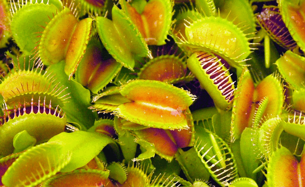 Biblical Christianity Isn't evolution wonderful? — 12 (Venus Fly Trap)