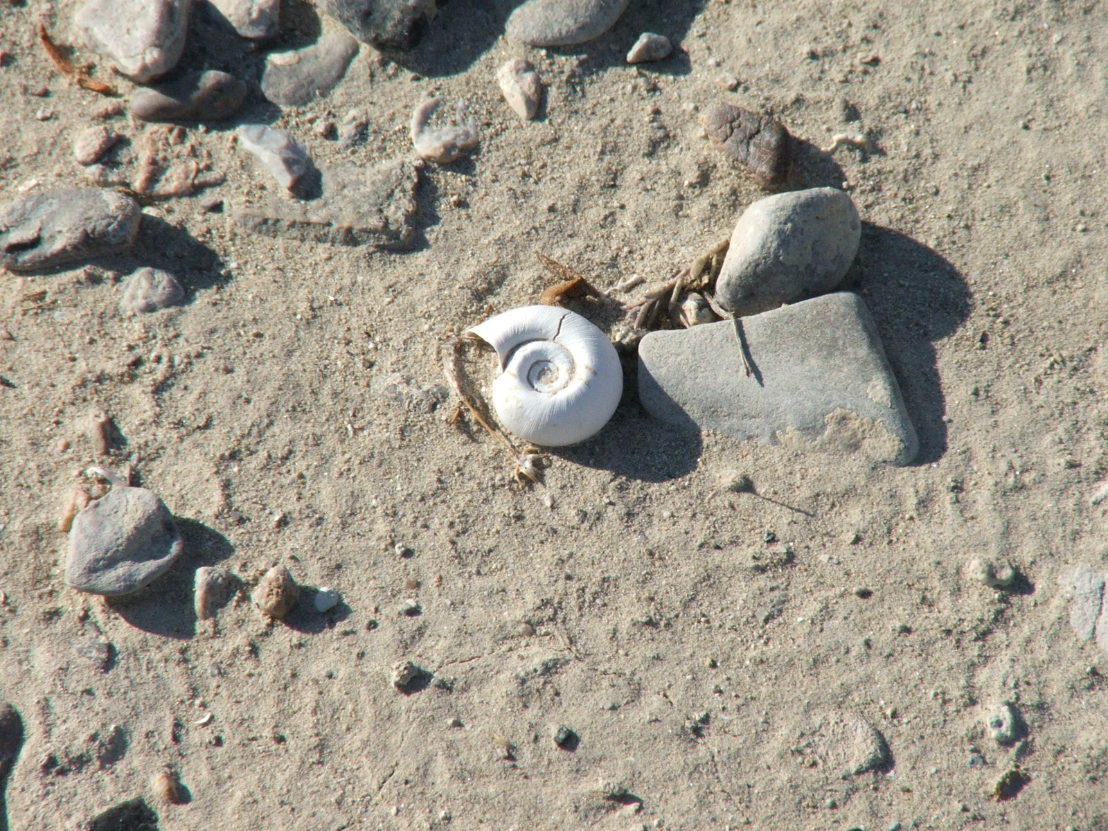 Zuma World Zuma Fact 16 Desert Snails,