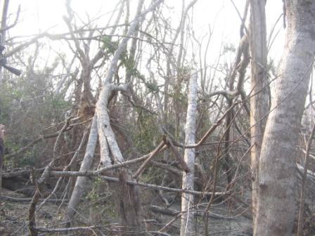 Sidr's impact on Sundarbans