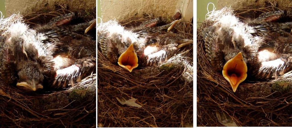 [Eu...tenho...FOME!!!!!!+(Large).jpg]