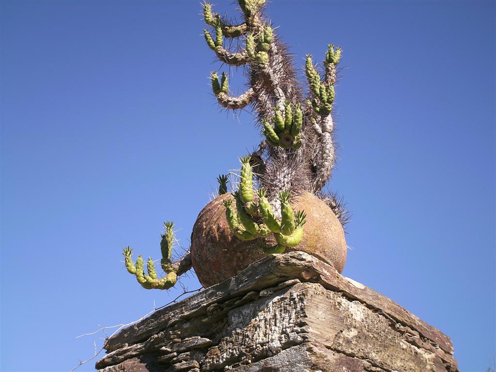 [belisa+(Large).JPG]