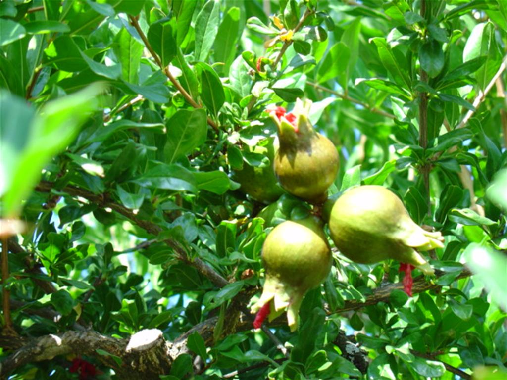 [DSC00073+(Large).JPG]