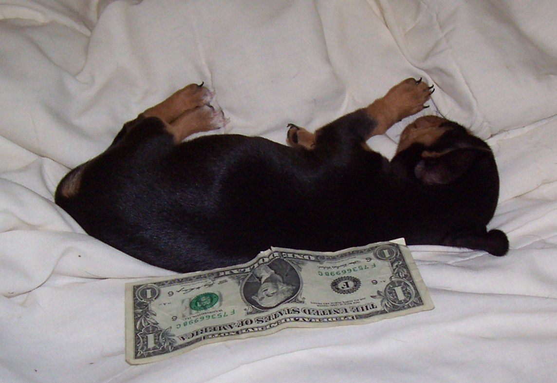 [Maxines+Dollar+bill+baby.JPG]