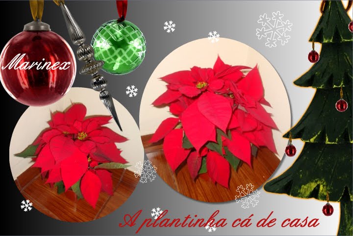[estrela+de+natal.bmp]