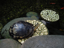 A female turtle from Ambon