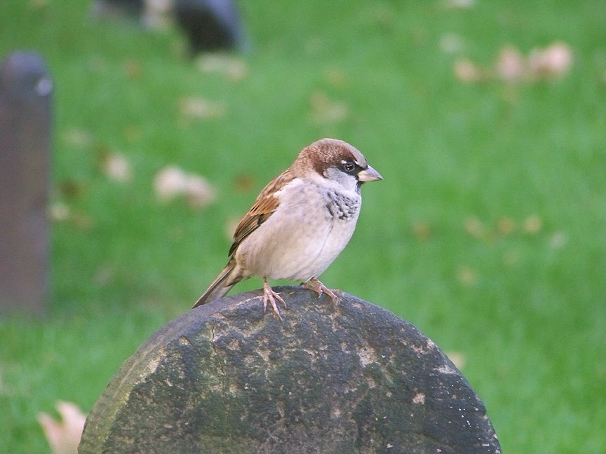 [Tombstone_Bird.jpg]