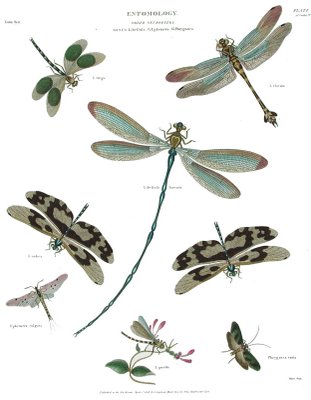 [dragonflies_copy1.JPG]