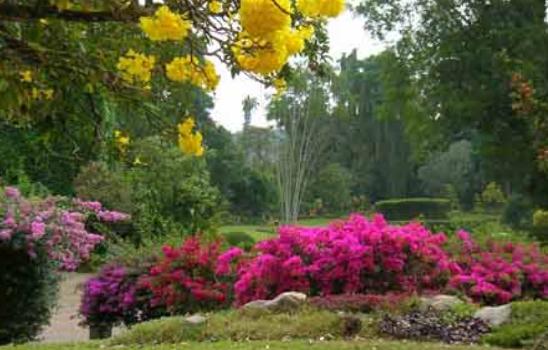 Garden In Srilanka