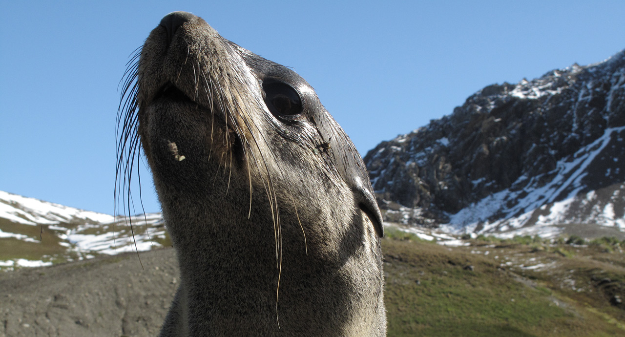 [furseal-web-036.jpg]