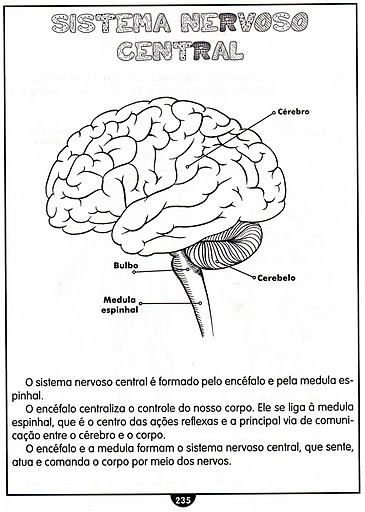 Jogos e atividades de Ciências - Funcionamento do sistema nervoso