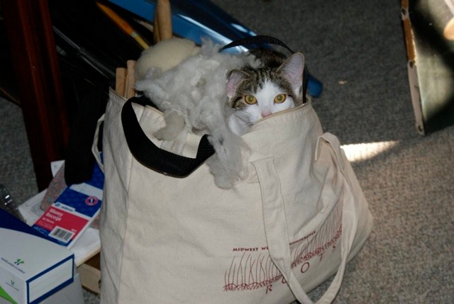 [kitty+in+bag.jpg]