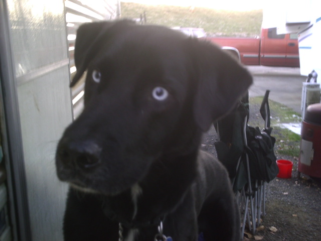 One of the Big Dogs...Puppa