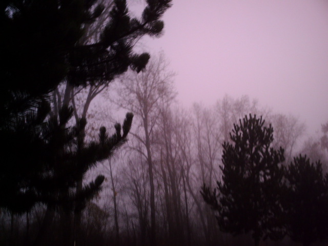 My Back Yard