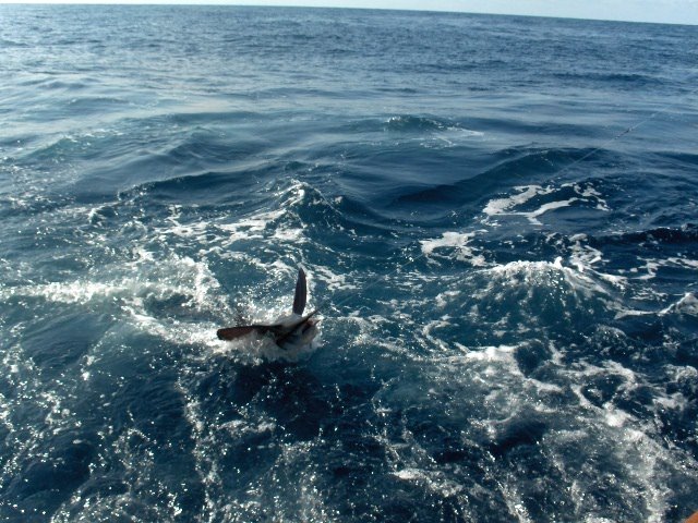 Catch of Day!