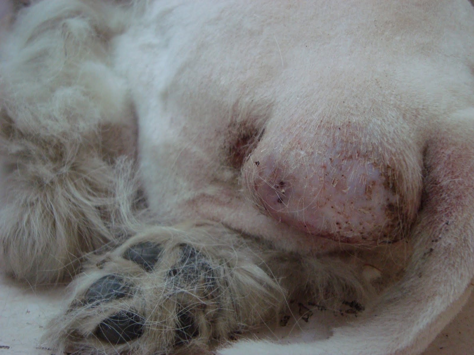 Dog Rectal Tumor