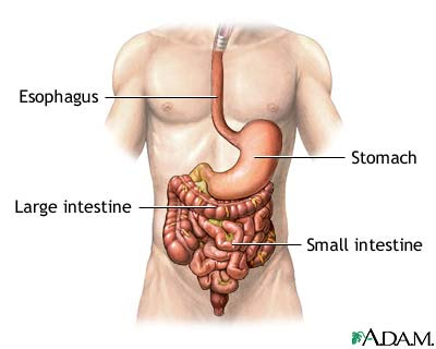 Gastrointestinal Tract Activities. us choose the gi tractthe