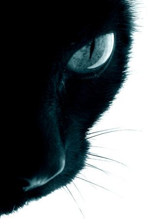 [lcotCat-Perspective-Original.jpg]