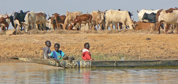 Cattle on the River