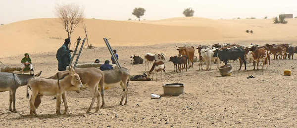 Cows at a Well Near Tombouctou
